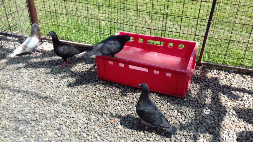  - V Pui voiajori stil vechi 2017