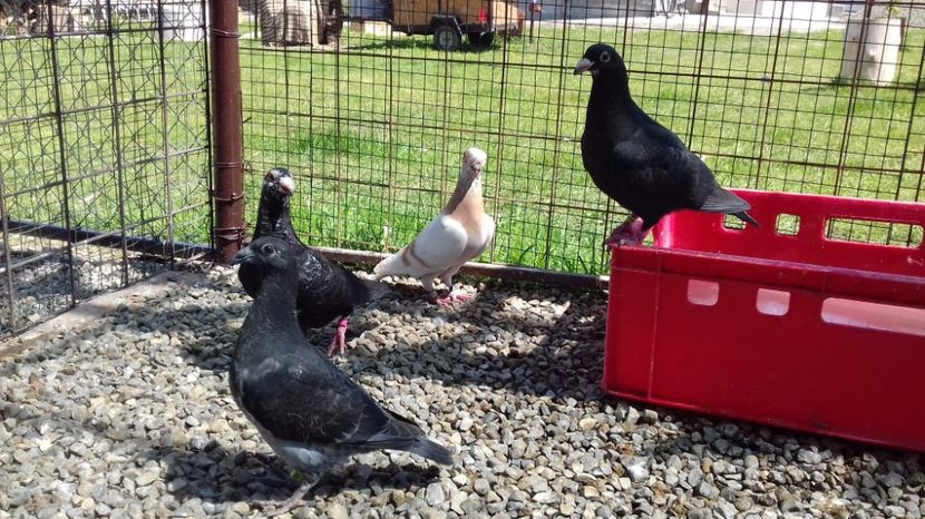  - V Pui voiajori stil vechi 2017