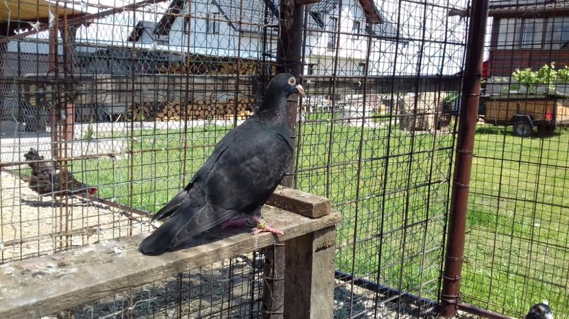  - V Pui voiajori stil vechi 2017