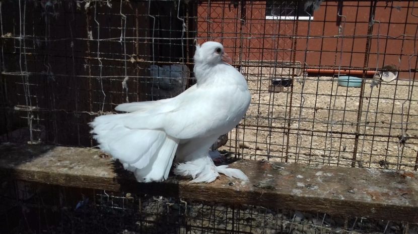  - V Pui voiajori stil vechi 2017