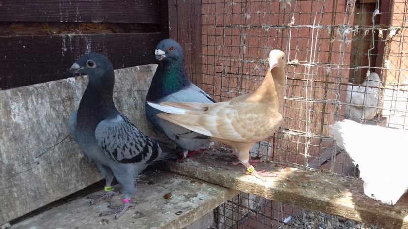  - V Pui voiajori stil vechi 2017