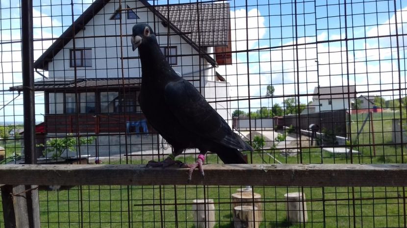  - V Pui voiajori stil vechi 2017