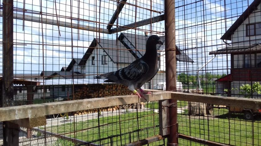  - V Pui voiajori stil vechi 2017