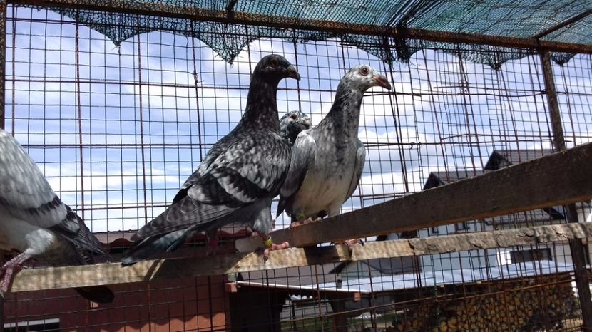  - V Pui voiajori stil vechi 2017