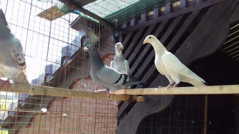  - V Pui voiajori stil vechi 2017