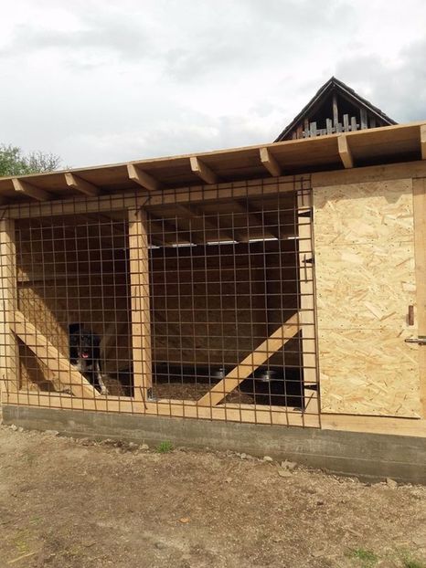  - Adapost pentru caine