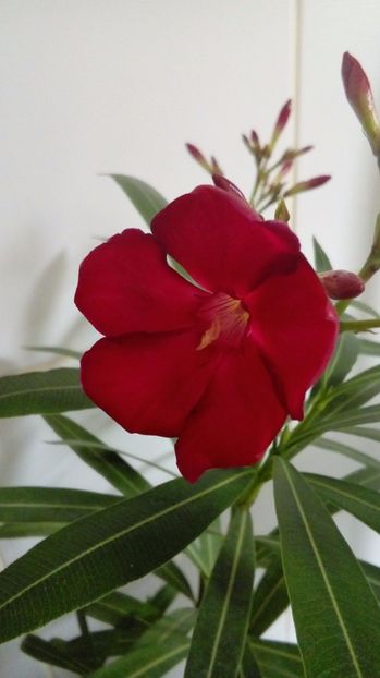 P_20170526_143844_BF - Leandrii