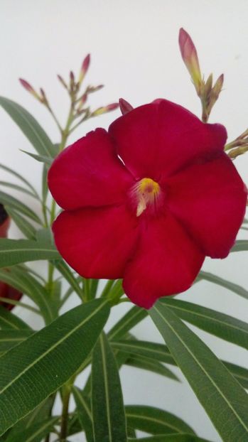 P_20170526_143104_BF - Leandrii