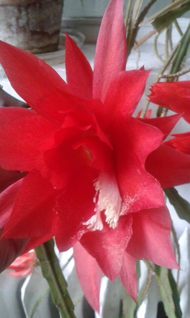 cactusi- flori rosii - Cactusi