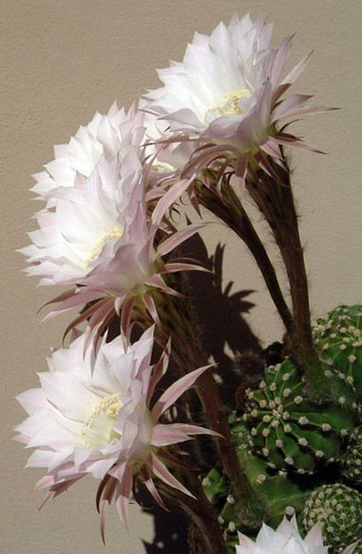 cactusi-flori albe - Cactusi