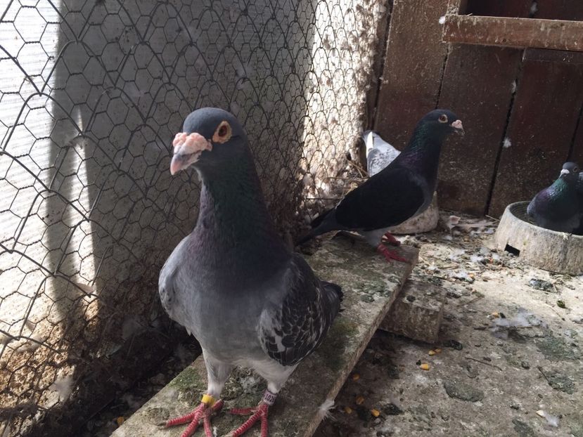 M 2008 Adrian Crăciunescu ! - Voiajori de zbor 2017