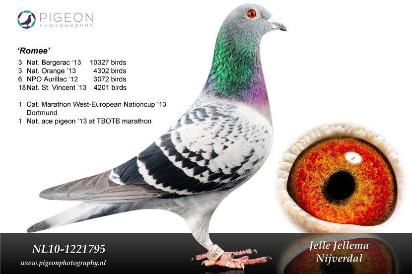 NL10-1221795 Romee bewerkt3 - Vochin George Gizela