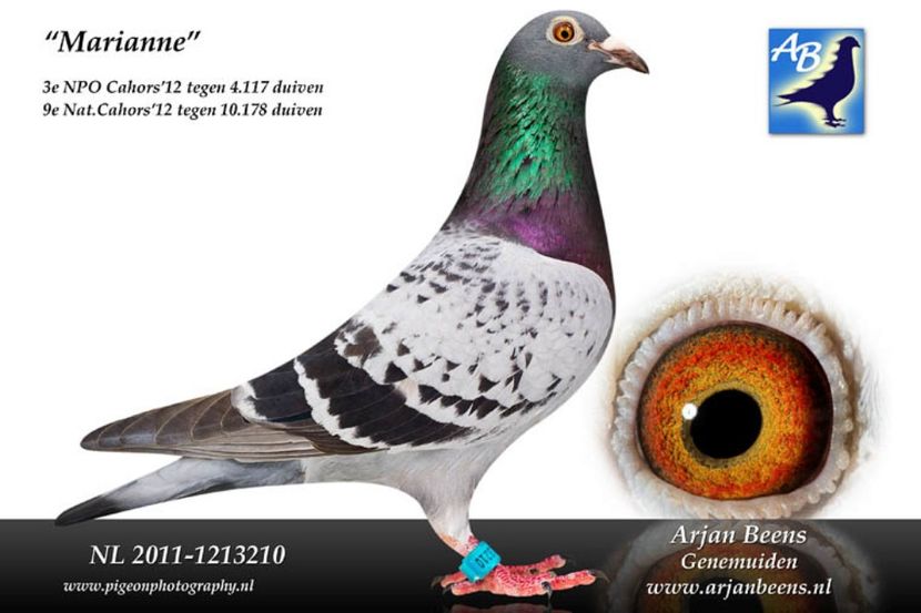 nl11-1213210_Marianne_beens_0 - Vochin George Gizela