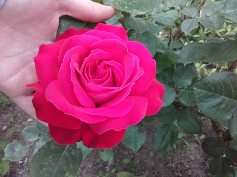 ??? - 18-Necunoscut-roşu-4