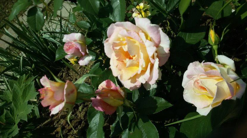 rose des cisterciens - trandafiri 2017