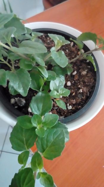 Menta indiana - Alte flori si plante