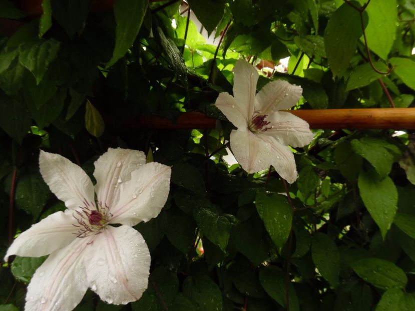 PARADISE QUEEN - clematite infloriri