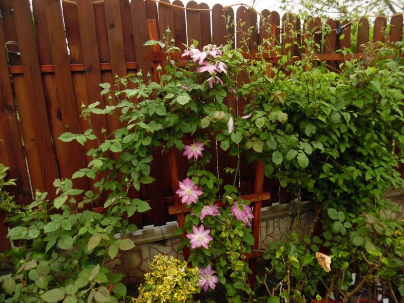 Asao - clematite infloriri