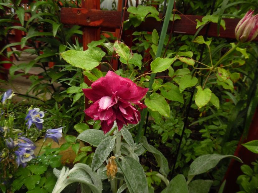 Red Star - clematite infloriri