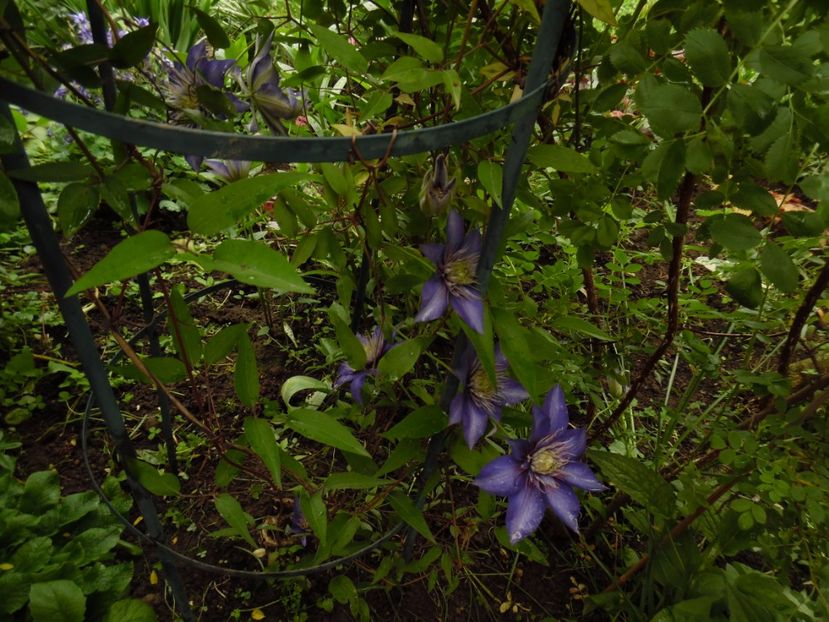 Multiblue - clematite infloriri