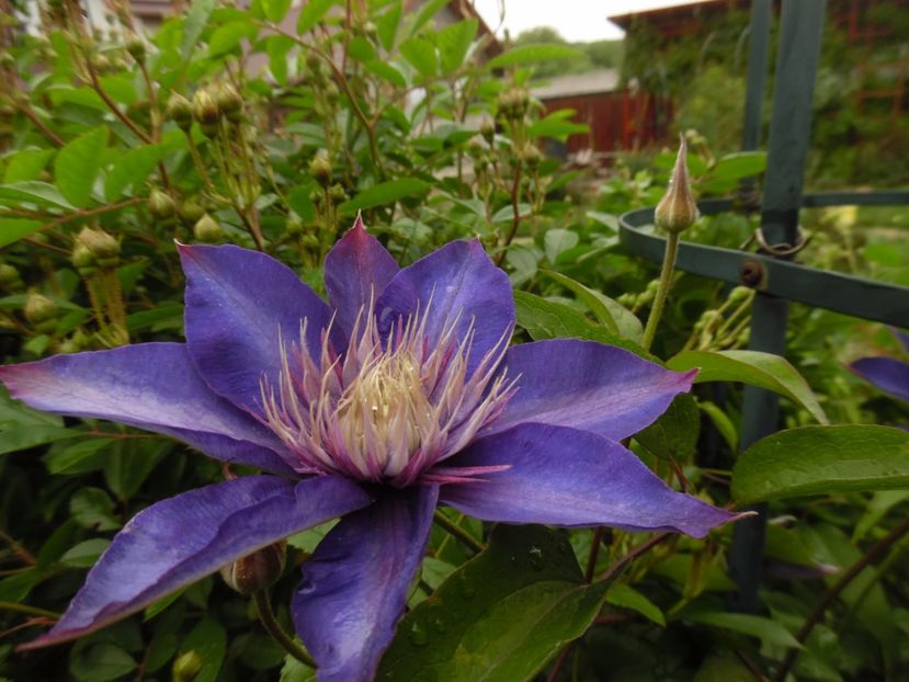 Multiblue - clematite infloriri