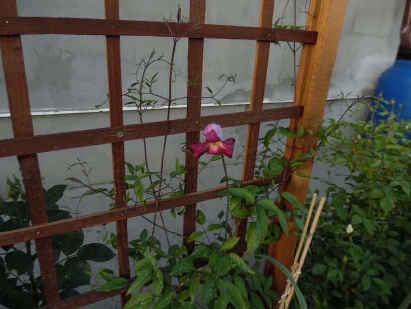 Princess Red - clematite infloriri