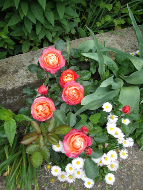  - Baby Romantica Mango