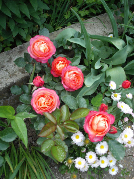  - Baby Romantica Mango