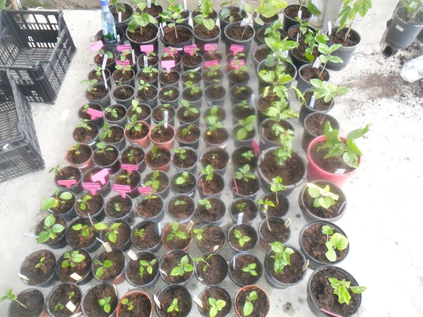  - metoda mea de germinare a semintelor de hibiscus tropical