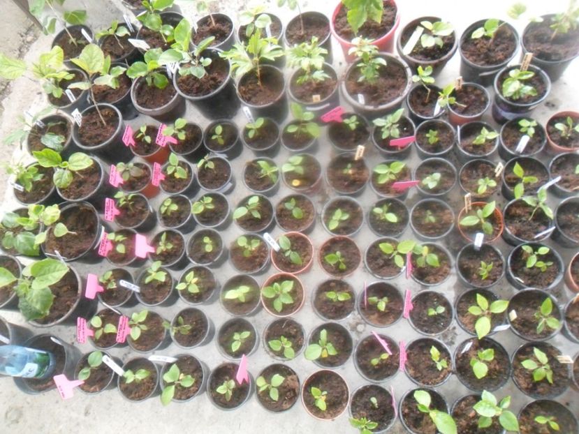  - metoda mea de germinare a semintelor de hibiscus tropical