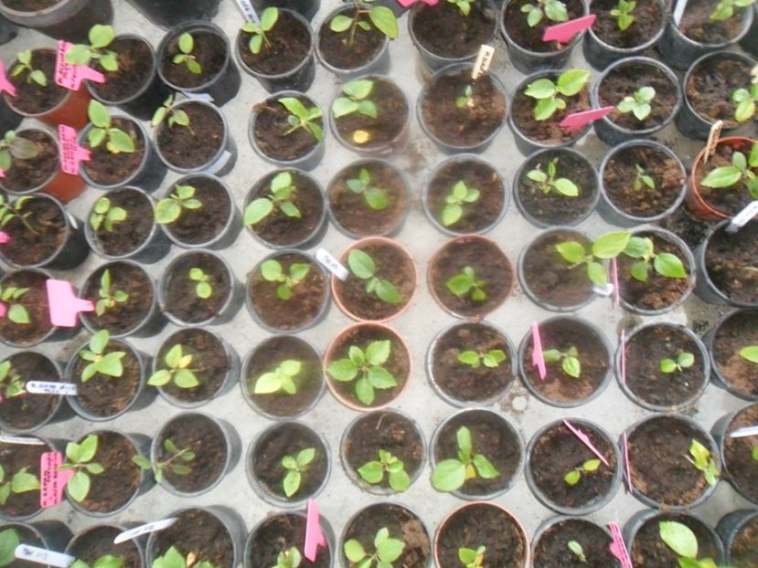  - metoda mea de germinare a semintelor de hibiscus tropical