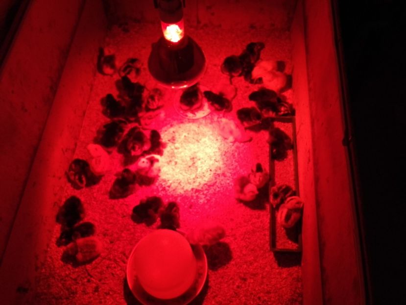 Scosi pe 25.05 - Seria 4