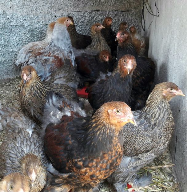  - a__Pui si tineret brahma 2017