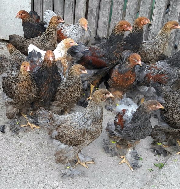  - a__Pui si tineret brahma 2017