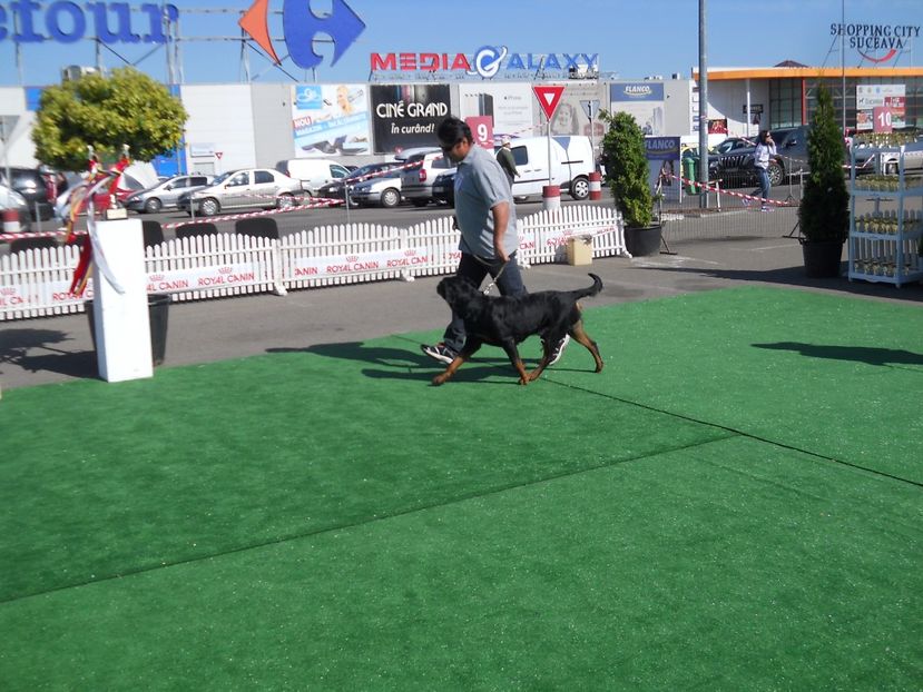  - Bucovina Dog Show 2017