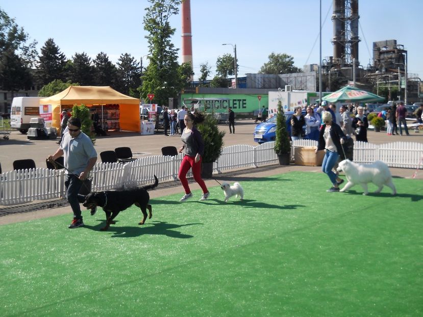  - Bucovina Dog Show 2017