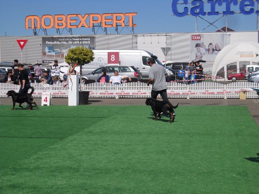  - Bucovina Dog Show 2017