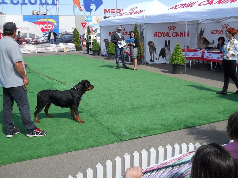  - Bucovina Dog Show 2017