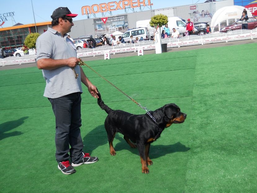  - Bucovina Dog Show 2017