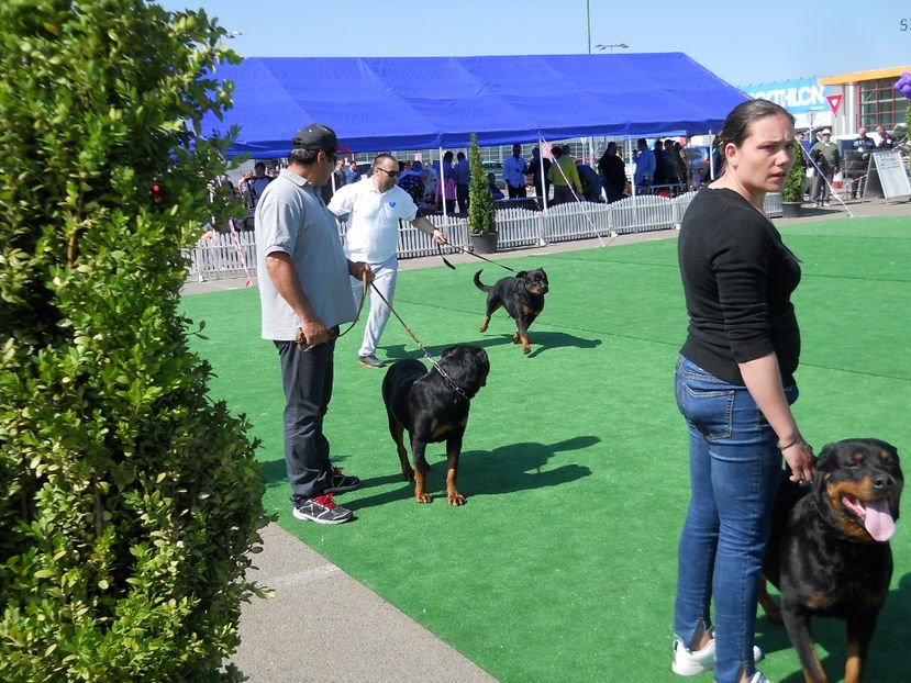  - Bucovina Dog Show 2017