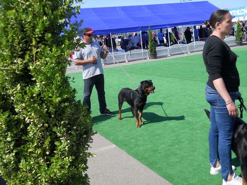  - Bucovina Dog Show 2017