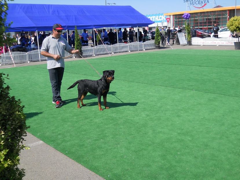  - Bucovina Dog Show 2017