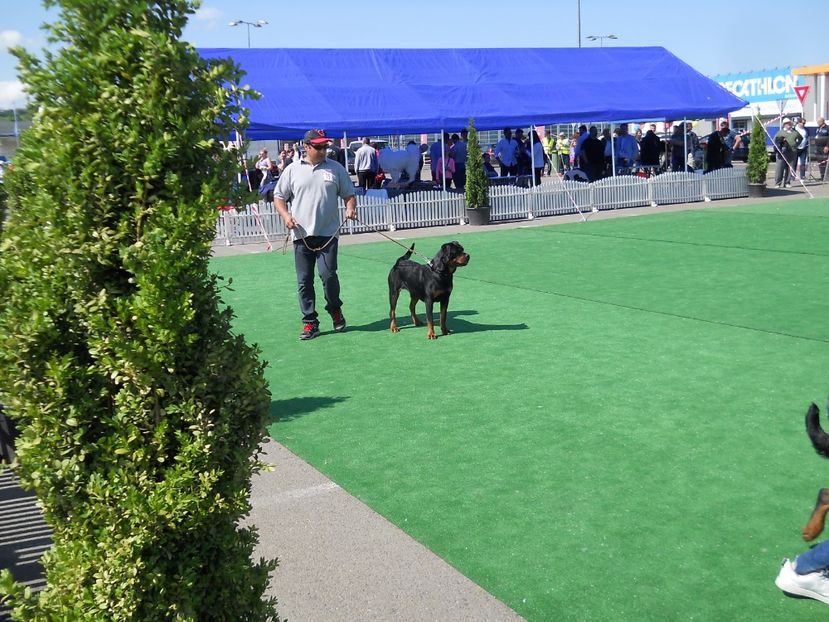  - Bucovina Dog Show 2017