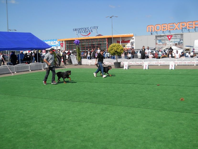  - Bucovina Dog Show 2017