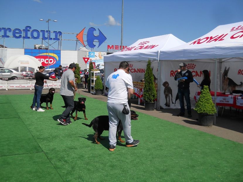  - Bucovina Dog Show 2017