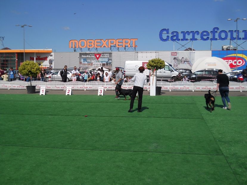  - Bucovina Dog Show 2017