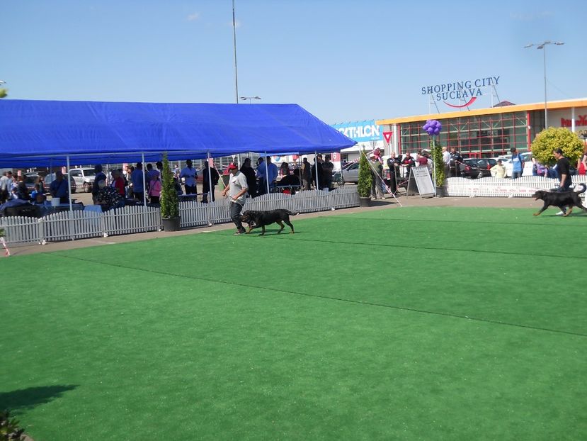  - Bucovina Dog Show 2017