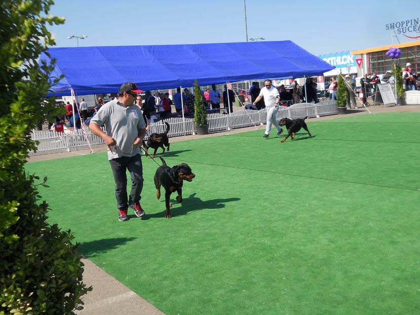  - Bucovina Dog Show 2017