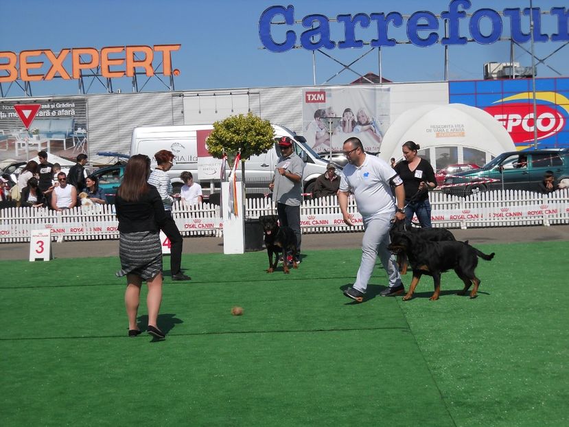  - Bucovina Dog Show 2017