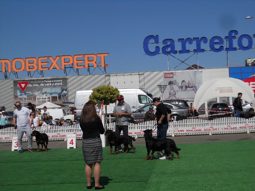  - Bucovina Dog Show 2017